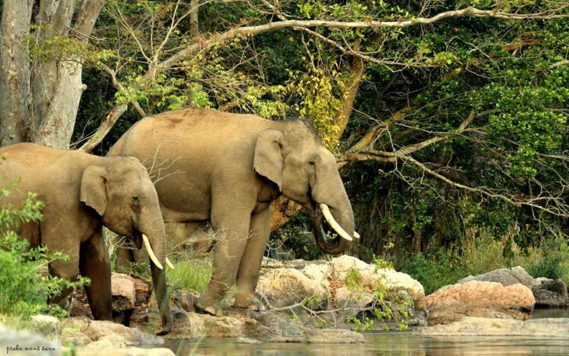 Kerala Wild Stay Kanthalloor Eksteriør bilde