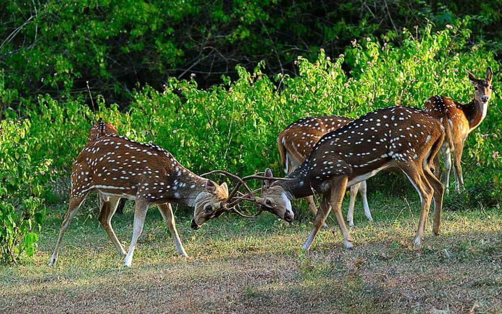 Kerala Wild Stay Kanthalloor Eksteriør bilde